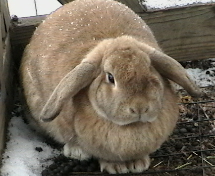 Loppy the Lop
