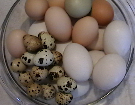 Quail Eggs, Duck Eggs, Chicken Eggs