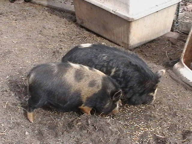 Pigs 002
