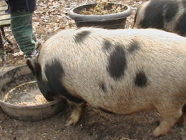 Pigs 008