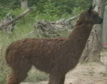 Vic alpaca