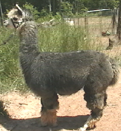 Turk alpaca