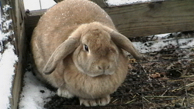 Daisy the Lop