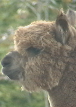 furry alpaca face