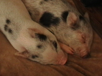 juliani-pigs-sleeping