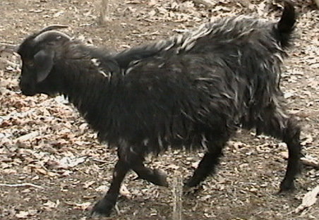 Lizzie-cashmere-goat