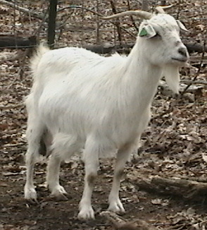 Annie Goat